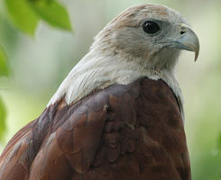 birds photography