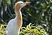 Cattle egret