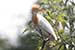 birds photography_Cattle egret