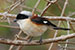 Close up of a minivet