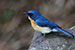 Eastern Bluebird