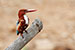 Kingfisher on a branch