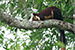 Malabar giant squirrel