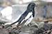 Oriental magpie robin