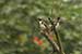 Red vented bulbul