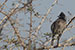 Red vented bulbul