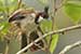 Red vented bulbul