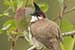 Red vented bulbul