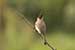 Red vented bulbul