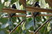 Rufous Treepie bird on tree