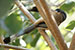 Rufous Treepie bird