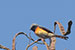 Scarlet minivet