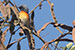 Scarlet minivet