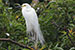 Snowy egret