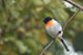 White bellied Minivet