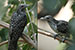 asian koel female