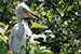 birds photography_baby egret