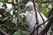 Baby egret