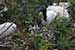 wood stork