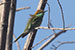 Green bee eater