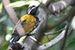 White naped woodpecker