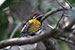 White naped woodpecker