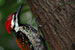 White naped woodpecker