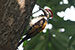 White naped woodpecker