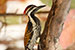 White naped woodpecker