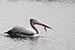 Pelican swimming