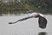 Pelican taking off