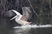 Pelican in water