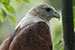 brahminy kite