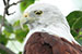 brahminy kite