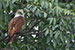 brahminy kite