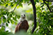 brahminy kite