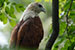 brahminy kite