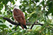 brahminy kite