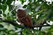 brahminy kite