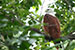 brahminy kite