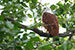 brahminy kite