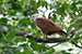 brahminy kite