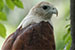 brahminy kite