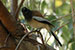 indian Rufous Treepie bird