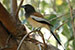 indian Rufous Treepie bird on tree