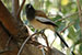 indian Rufous Treepie bird