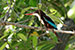 kingfisher on tree