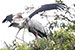 openbill birds in love