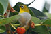 oriental white eye