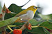 oriental white eye